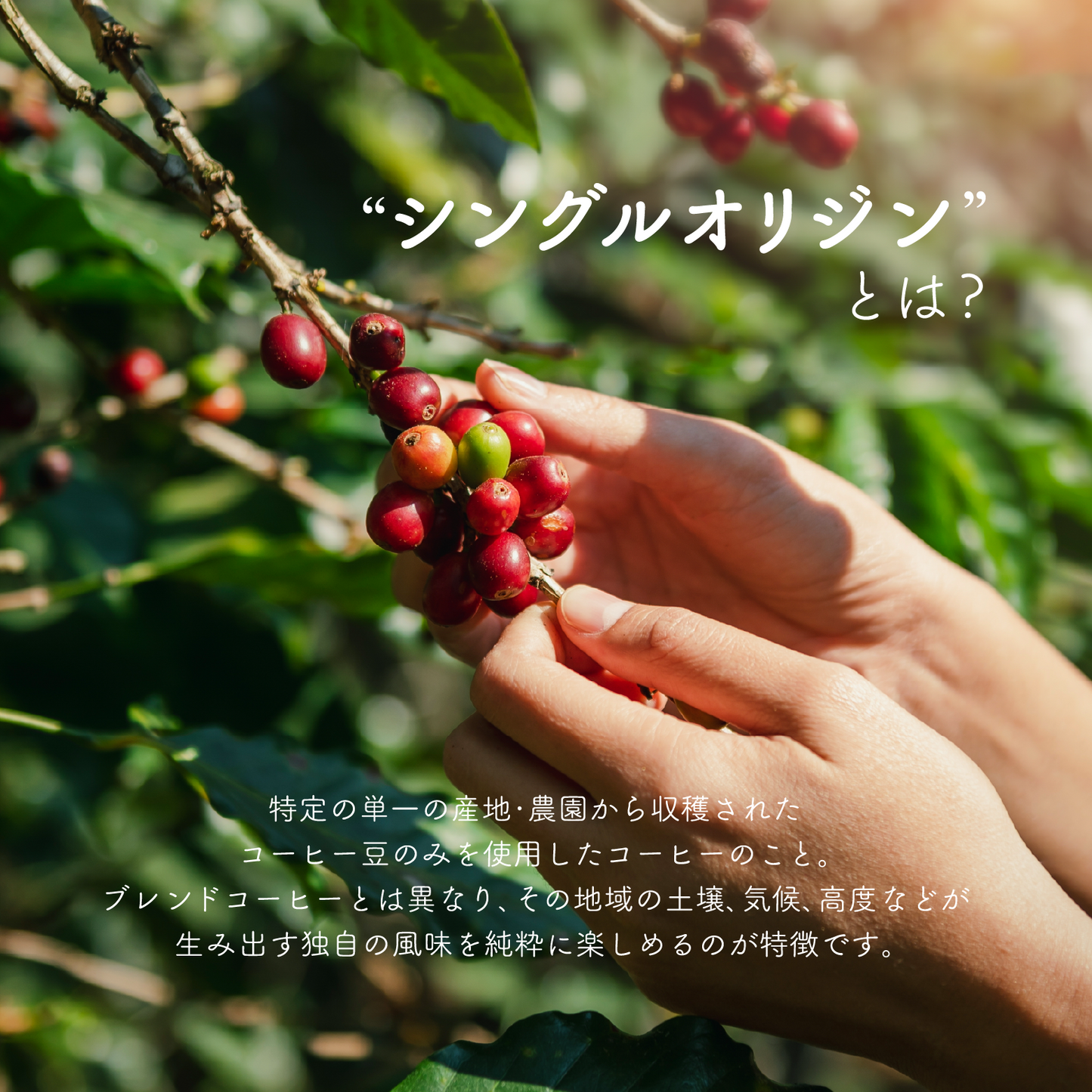 【1kg/3kg・深煎り】業務用・ペルー カハマルカ